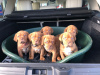 Photo №1. dogue de bordeaux - for sale in the city of Waterford | 300$ | Announcement № 71899