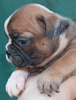 Additional photos: French bulldog puppies