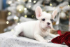 Photo №4. I will sell french bulldog in the city of Амстердам. breeder - price - 1000$