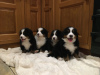 Photo №1. bernese mountain dog - for sale in the city of Námestovo | 354$ | Announcement № 29253