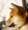 Photo №2 to announcement № 58382 for the sale of shiba inu - buy in Bulgaria breeder