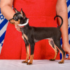 Photo №2 to announcement № 42475 for the sale of russkiy toy - buy in Israel breeder
