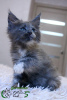Photo №2 to announcement № 18220 for the sale of maine coon - buy in Russian Federation private announcement, from nursery, breeder