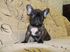 Photo №1. french bulldog - for sale in the city of Dalarö | Is free | Announcement № 119291