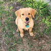 Photo №1. golden retriever - for sale in the city of Auckland | negotiated | Announcement № 89963