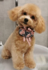 Photo №4. I will sell poodle (toy) in the city of Arlington.  - price - 300$