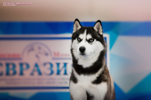 Photo №2 to announcement № 1931 for the sale of siberian husky - buy in Russian Federation from nursery