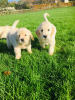 Photo №1. golden retriever - for sale in the city of Fleurus | 423$ | Announcement № 119095