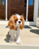 Photo №2 to announcement № 121101 for the sale of cavalier king charles spaniel - buy in Finland private announcement, breeder