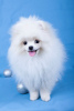 Photo №2 to announcement № 8954 for the sale of pomeranian - buy in Belarus from nursery