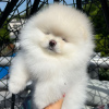 Additional photos: Pomeranian puppies