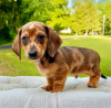 Photo №1. dachshund - for sale in the city of Paris | negotiated | Announcement № 84160
