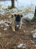 Photo №3. American Akita puppies. Russian Federation
