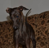 Photo №1. italian greyhound - for sale in the city of Brest | negotiated | Announcement № 23211