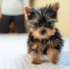 Photo №2 to announcement № 115797 for the sale of yorkshire terrier - buy in Germany from nursery, from the shelter, breeder