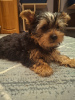 Additional photos: Yorkie puppy.