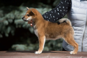 Photo №2 to announcement № 6378 for the sale of shiba inu - buy in Russian Federation breeder