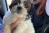 Photo №1. shih tzu - for sale in the city of Berlin | Is free | Announcement № 127099