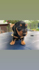 Photo №1. dachshund - for sale in the city of Berlin | 423$ | Announcement № 121620