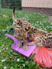 Additional photos: Savannah kittens available