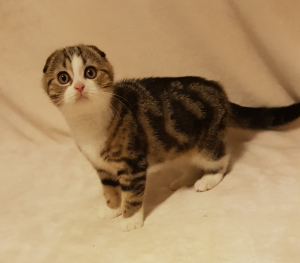 Photo №2 to announcement № 5040 for the sale of scottish fold - buy in Russian Federation from nursery