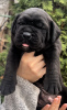 Additional photos: South African Boerboel Mastiff puppies for sale