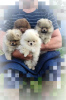 Additional photos: Pomeranian Spitz, puppies. Mini bears
