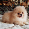 Photo №1. pomeranian - for sale in the city of Zhytomyr | 719$ | Announcement № 7606