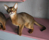 Photo №1. abyssinian cat - for sale in the city of Kobrin | 500$ | Announcement № 50878