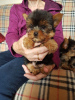 Photo №3. Purebred Yorkie puppies available. United States