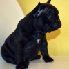 Photo №2 to announcement № 119326 for the sale of french bulldog - buy in Germany private announcement