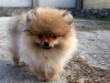 Additional photos: Pomeranian Girl, Orange Sable