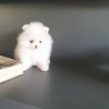 Additional photos: pomeranian