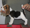 Photo №2 to announcement № 117606 for the sale of beagle - buy in Germany private announcement