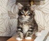 Photo №1. norwegian forest cat - for sale in the city of Sacramento | 250$ | Announcement № 108614