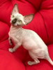 Photo №4. I will sell sphynx cat in the city of Kharkov. breeder - price - 554$