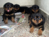 Photo №1. rottweiler - for sale in the city of Zella-Mehlis | 264$ | Announcement № 119062