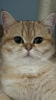 Photo №4. I will sell british shorthair in the city of Даллас. private announcement - price - negotiated