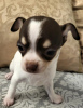 Additional photos: Chihuahua, cuddly puppies