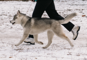 Photo №2 to announcement № 4945 for the sale of siberian husky - buy in Russian Federation breeder