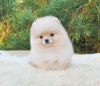 Photo №1. pomeranian - for sale in the city of New York | 400$ | Announcement № 102266