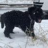 Additional photos: Kerry blue terrier puppies