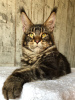 Photo №1. maine coon - for sale in the city of Saransk | 405$ | Announcement № 13182