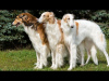 Photo №2 to announcement № 125934 for the sale of borzoi - buy in United Kingdom private announcement, breeder