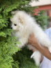 Photo №3. Selling a Pomeranian Spitz puppy, 4 month old girl, snow-white beauty, nickname. Bulgaria