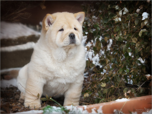 Photo №2 to announcement № 4792 for the sale of chow chow - buy in Russian Federation breeder