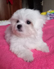 Photo №2 to announcement № 109273 for the sale of maltese dog - buy in Uzbekistan private announcement