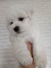 Photo №1. bichon frise - for sale in the city of Kiev | 1585$ | Announcement № 42506