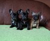 Additional photos: French bulldog puppies