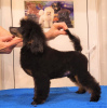 Additional photos: Miniature poodle male, born 06/30/24, the puppy is promising for exhibitions and